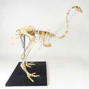 An extinct adult male stout-legged moa skeleton, predominantly…