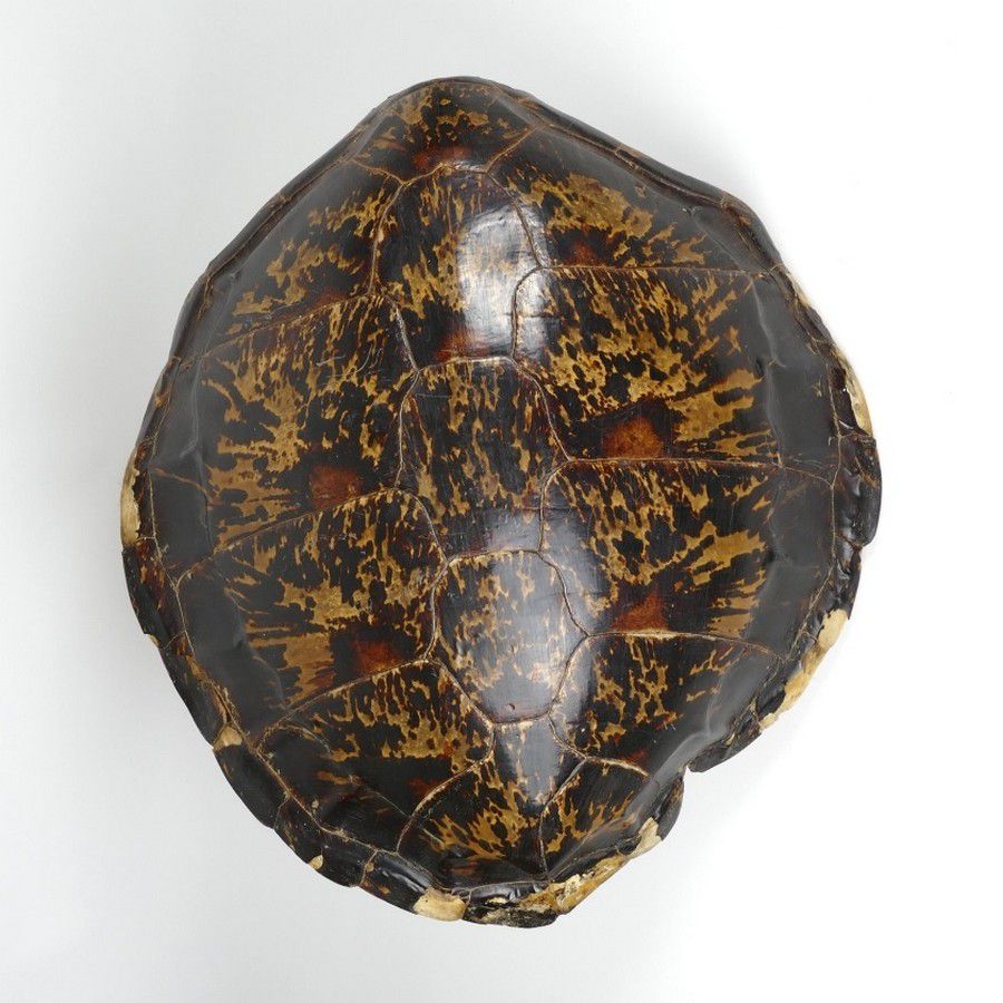 Large 13-Plate Turtle Shell with Marginal Damage, 70cm Long - Natural ...