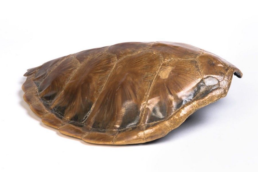 Early 20th Century Sea Turtle Shell - Natural History - Industry ...