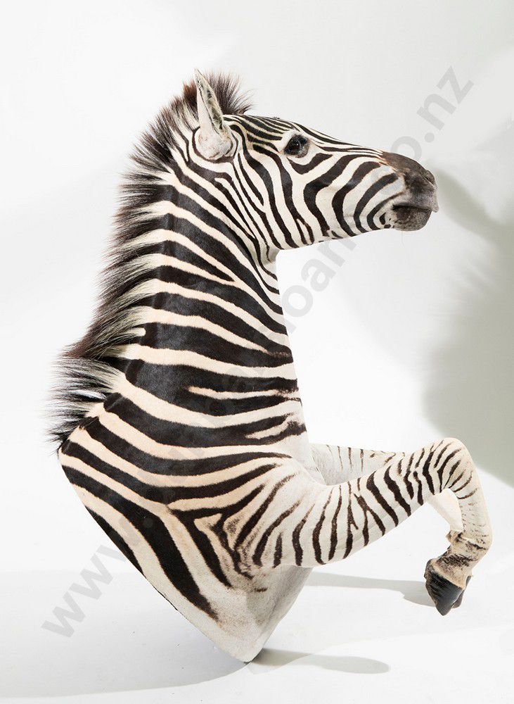Zebra Head, Shoulder, and Leg Mount Taxidermy - Natural History - Industry  Science & Technology