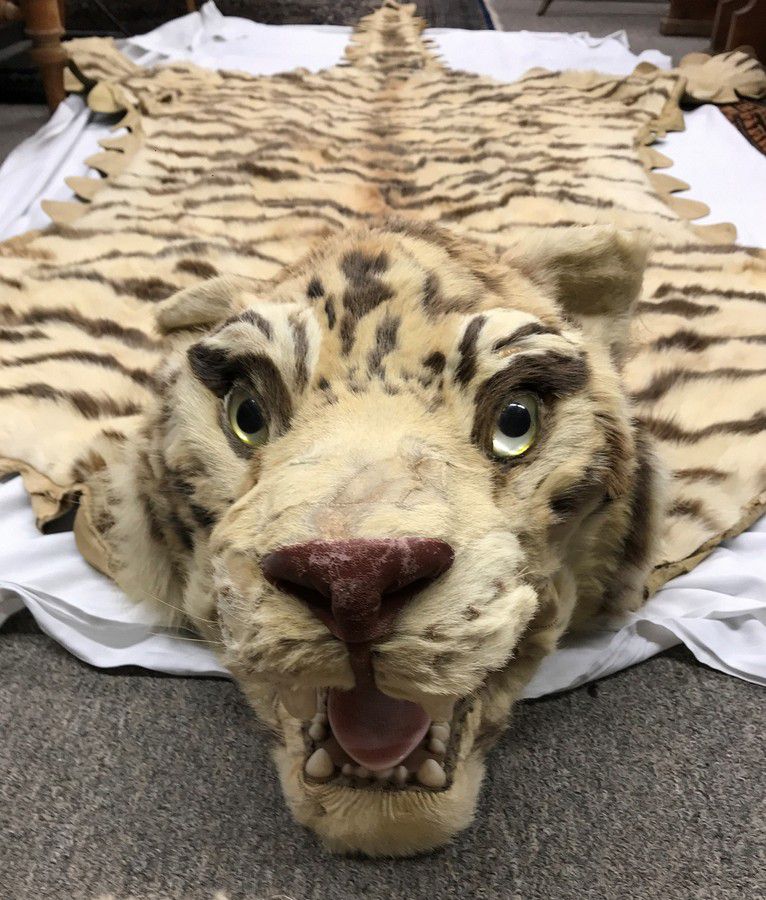 An Antique Tiger Skin Rug With Head, The Tiger Skin Rug