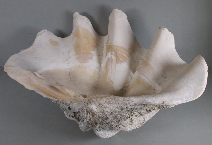 Jumbo Clam Shell - 60cm Width - Natural History - Industry Science ...