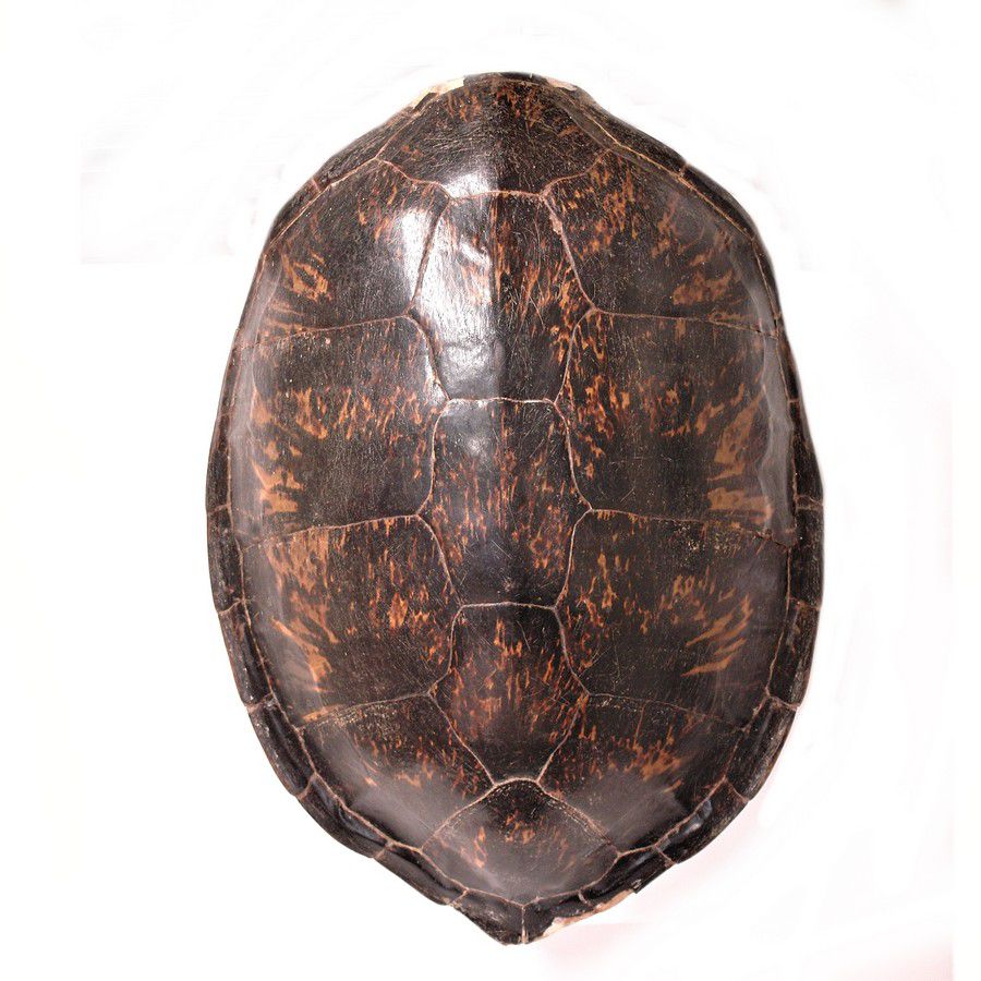 Antique Tortoise Shell: 82cm Length, Old Polish - Natural History ...