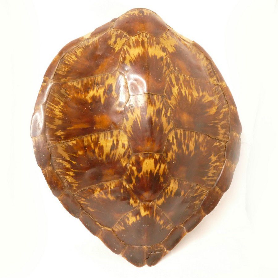 Golden Butterscotch Turtle Shell - Natural History - Industry Science ...