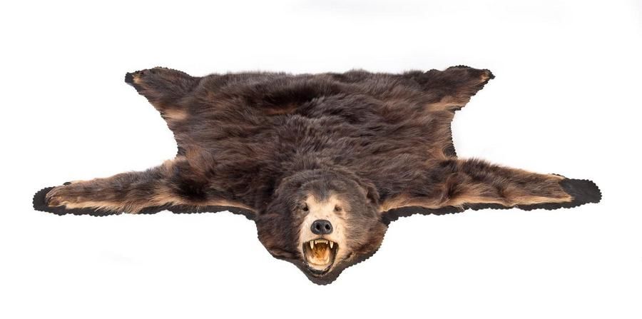 A Black Bear Skin Rug With Taxidermy, How To Skin A Bear For Rug
