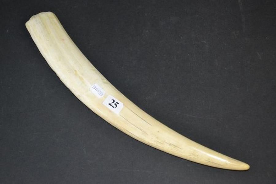 Small ivory tusk (marine ivory?), some cracking - Natural History ...