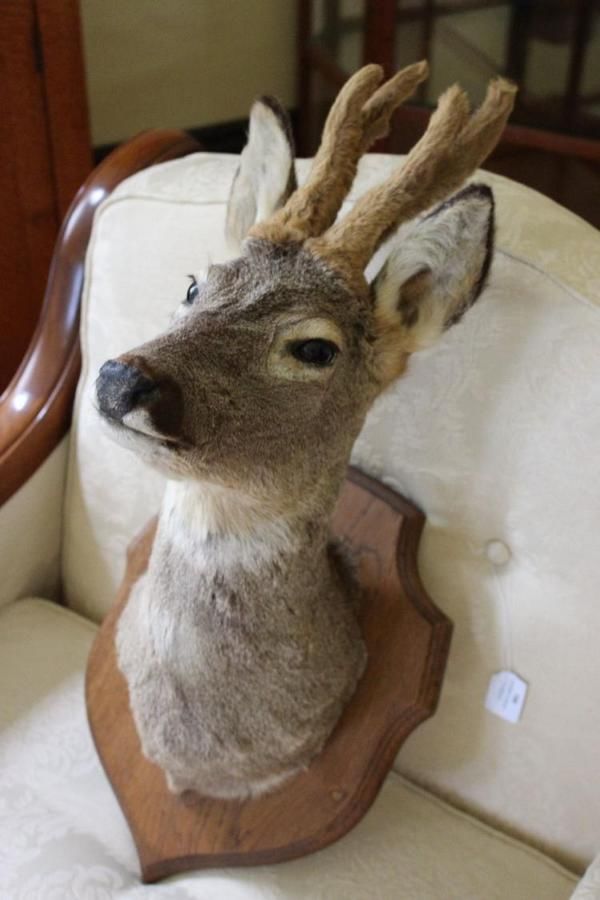 Vintage Deer Head on Oak Board - Natural History - Industry Science ...