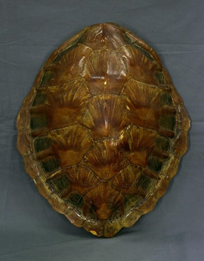 Turtle shell. Length 39 cm - Natural History - Industry Science ...