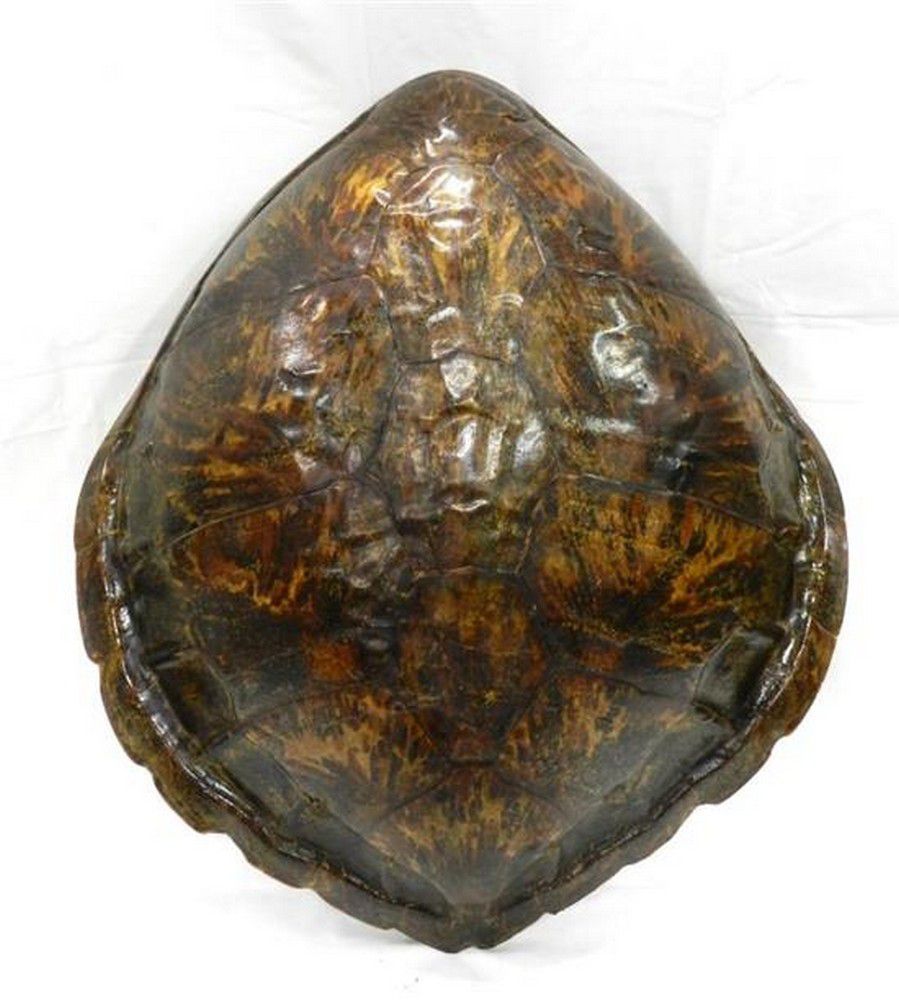 Massive Sea Turtle Shell: 71 x 64 cm - Natural History - Industry ...