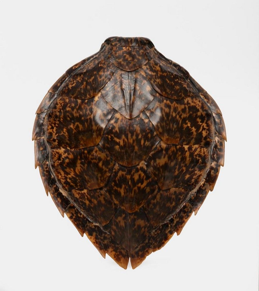 Small Tortoise Shell: 33 cm Wide, 27 cm Deep Dimensions - Natural ...