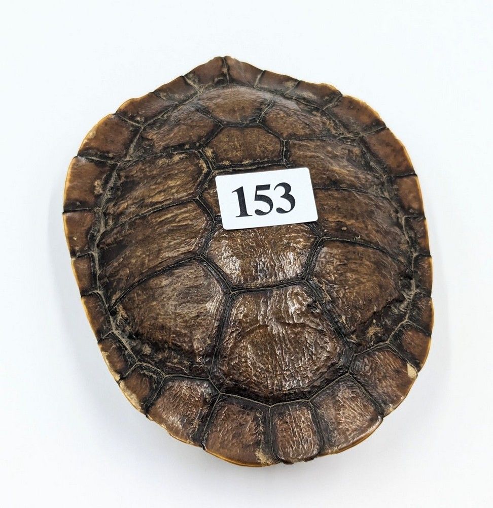 Rare Shape Turtle Shell Rare Antique Murray River Turtle Shell Collectible - Natural History ...