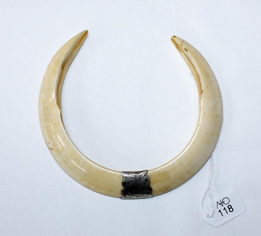 New Zealand Boar Tusk, 1905 - Necklace/Chain - Jewellery