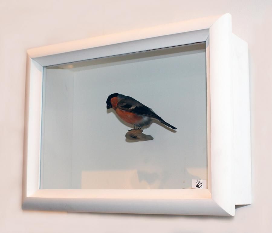Cased Bull Finch in White Box Frame - Natural History - Industry ...