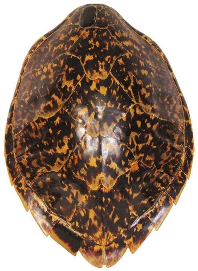Lacquered Tortoise Shell: 41cm - Natural History - Industry Science ...